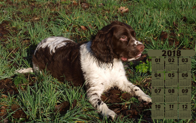 Обои картинки фото календари, животные, взгляд, трава, природа, собака, 2018