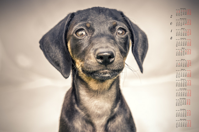Обои картинки фото календари, животные, морда, собака, взгляд, 2018