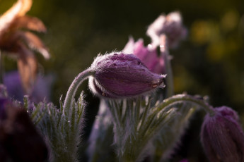 Картинка цветы анемоны +сон-трава сон-трава