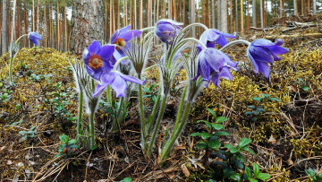 Картинка цветы анемоны +сон-трава сон-трава