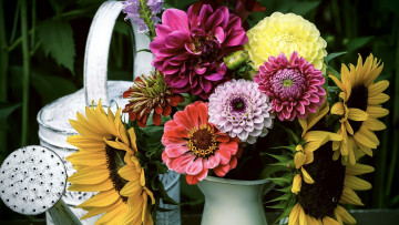 Картинка цветы букеты +композиции георгины цинния подсолнухи