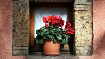 обоя цветы, цикламены, вазон