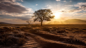 Картинка природа деревья намибия