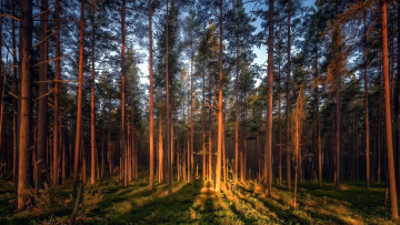 Картинка природа лес сосны