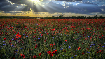 Картинка природа луга луг васильки маки