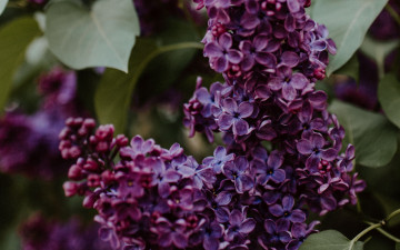 Картинка цветы сирень ветка весна