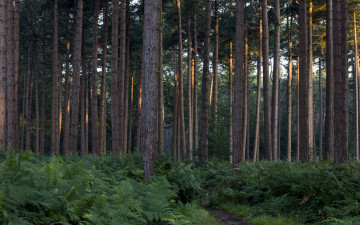 Картинка природа лес сосны папоротник