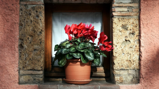 Обои картинки фото цветы, цикламены, вазон