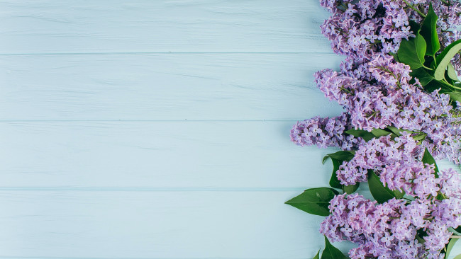 Обои картинки фото цветы, сирень, ветка, весна