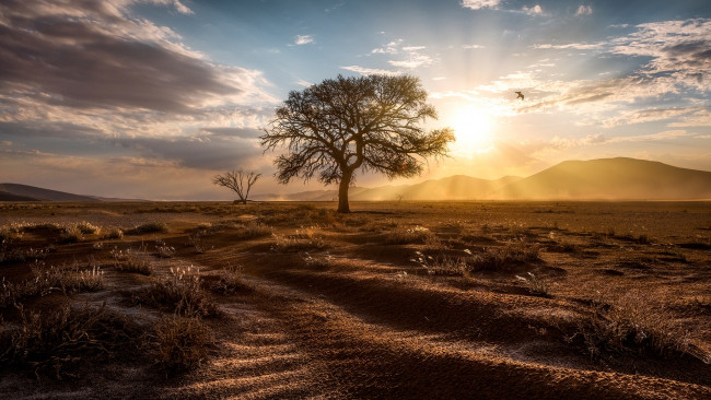 Обои картинки фото природа, деревья, намибия