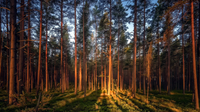 Обои картинки фото природа, лес, сосны
