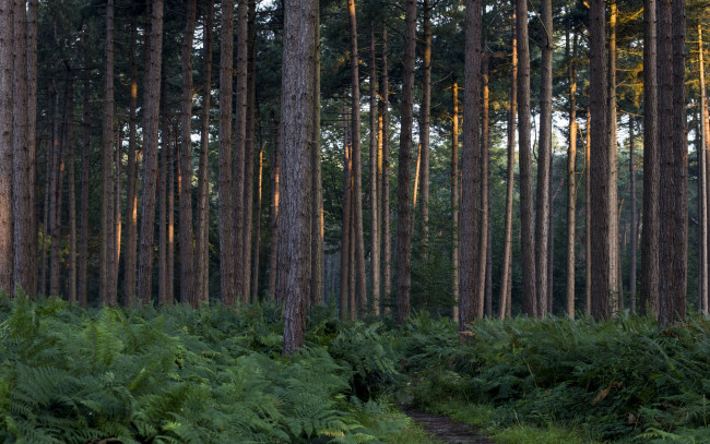 Обои картинки фото природа, лес, сосны, папоротник