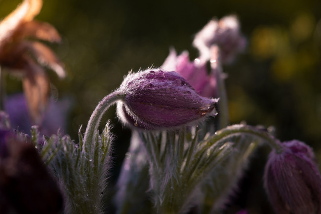 Обои картинки фото цветы, анемоны,  сон-трава, сон-трава
