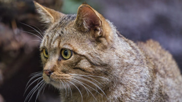 обоя барханный кот, животные, дикие кошки, барханный, кот, животное, фауна, дикая, природа