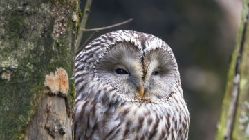 Картинка длиннохвостая+не+ясы+то животные совы длиннохвостая неясыть сова птица фауна дикая природа