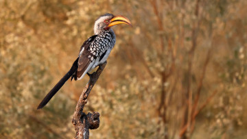 Картинка желтоклювый+ток животные птицы желтоклювый ток фауна дикая природа