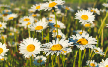 Картинка цветы ромашки белые макро