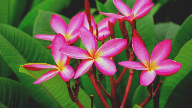 Обои картинки фото цветы, плюмерия, розовая, макро