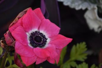 обоя цветы, анемоны,  сон-трава, розовый, анемон, макро