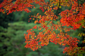 Картинка природа деревья ветки клен осень листья