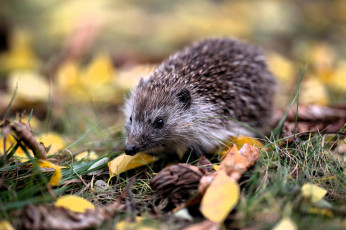 Картинка животные ежи ёж листья трава осень