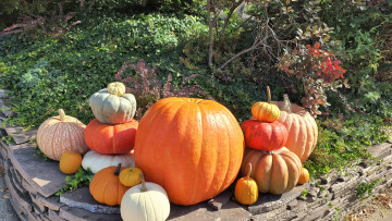 обоя еда, тыква, осень, тыквы, урожай, ассорти