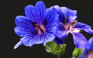 обоя цветы, герань, голубая, макро