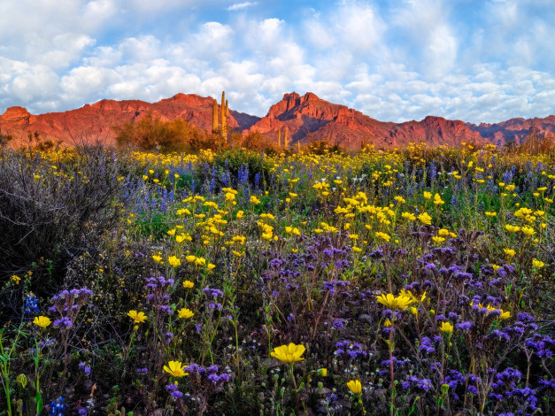 Обои картинки фото природа, луга, горы, облака, кактусы, луг, цветы