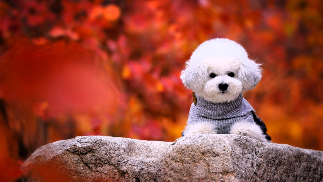 Обои картинки фото животные, собаки, собака, пудель, белый, осень, камень