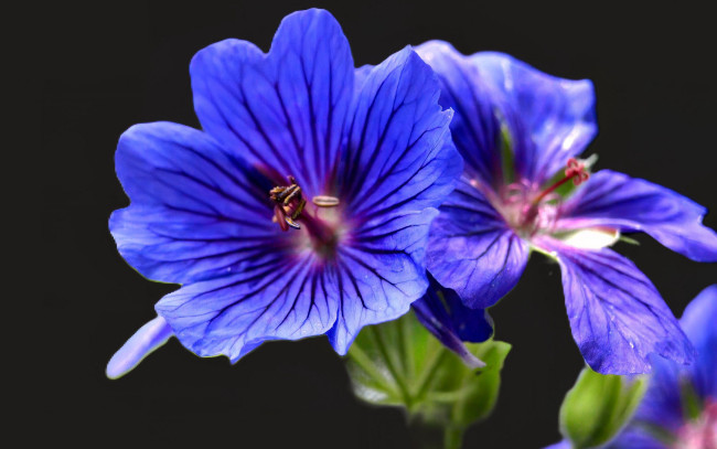 Обои картинки фото цветы, герань, голубая, макро