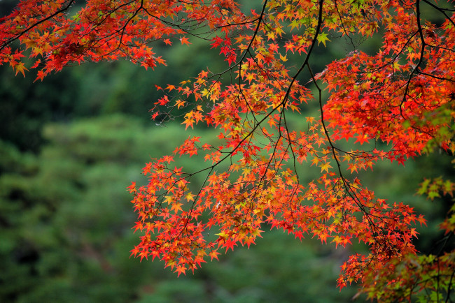 Обои картинки фото природа, деревья, ветки, клен, осень, листья