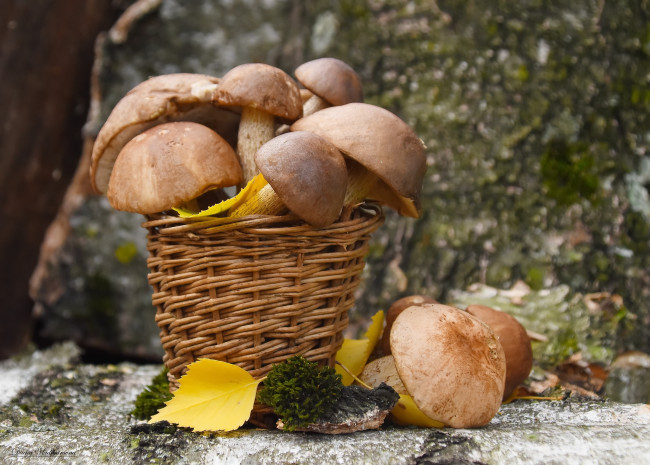 Обои картинки фото еда, грибы,  грибные блюда