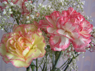 Картинка цветы гвоздики