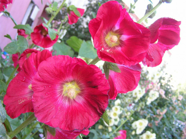 Обои картинки фото цветы, мальвы