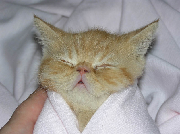 Обои картинки фото животные, коты