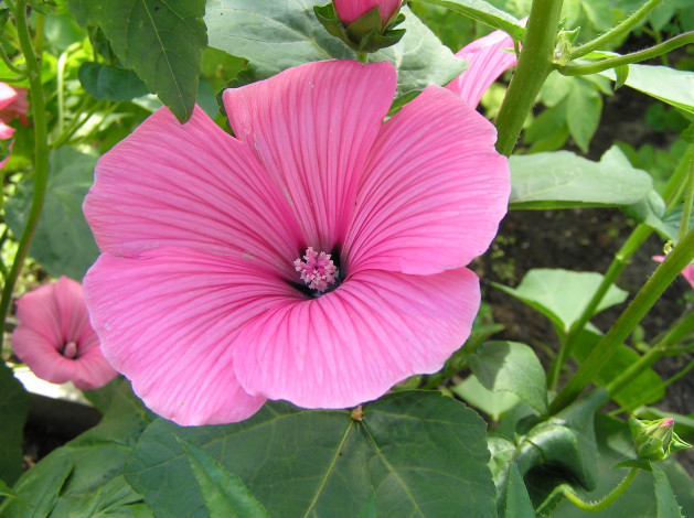 Обои картинки фото цветы, лаватера