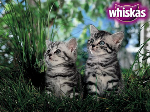 Картинка бренды whiskas