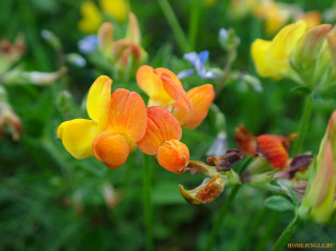 Картинка цветы