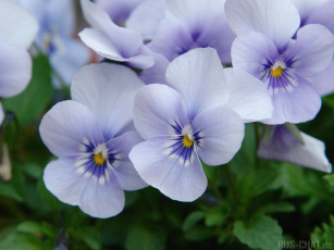 Картинка цветы анютины глазки садовые фиалки