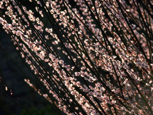 Картинка цветы цветущие деревья кустарники