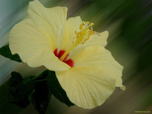 Картинка цветы гибискусы