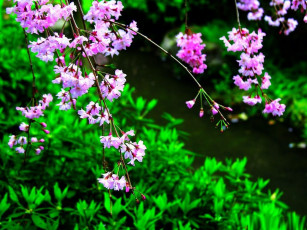 Картинка цветы сакура вишня