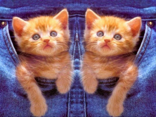 Картинка животные коты