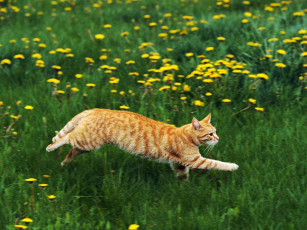 Картинка животные коты