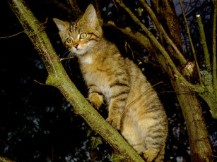 Картинка животные коты