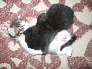 Картинка животные коты