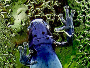 Картинка животные лягушки