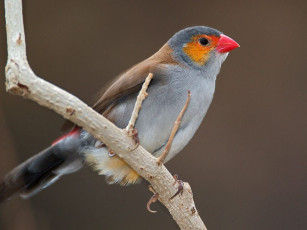 Картинка животные птицы