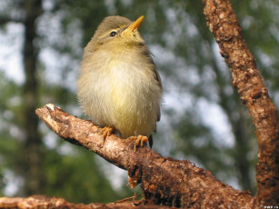 Картинка животные птицы