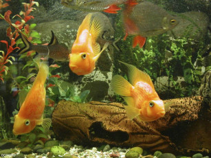 Картинка животные рыбы